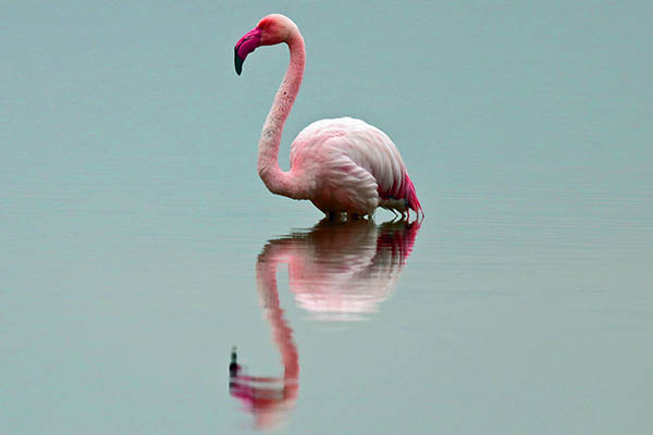 Pretty Flamingo 5843ew