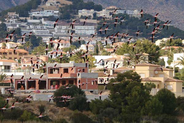 Flamboyance of Flamingos