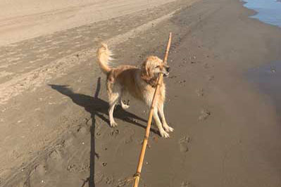 Bracken with big stick
