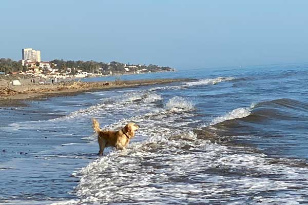 Canine capers at Marbella beach
