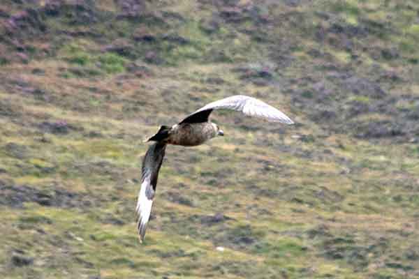 The Northern Great Skua: Beware the Bonxie on the Island of Hoy, The Orkneys.