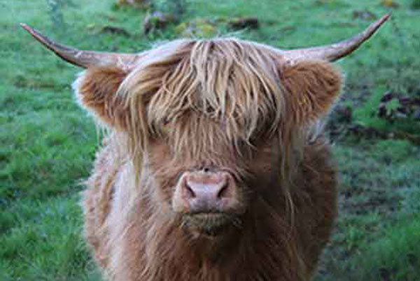 How do you moo? Highland cattle on Westray, The Orkneys