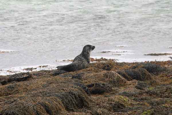w seal shetlands cropped