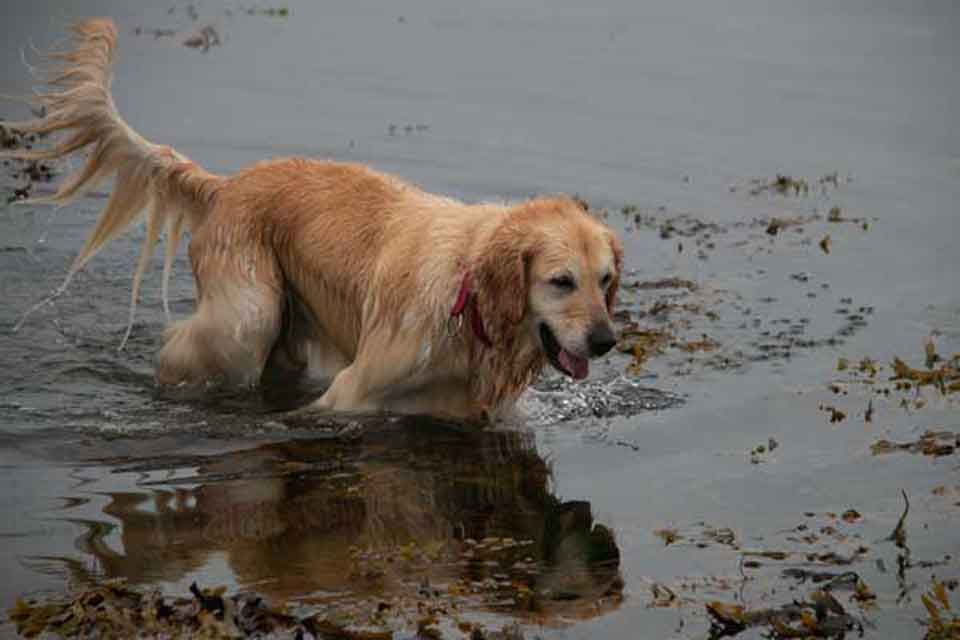Bracken's reflections