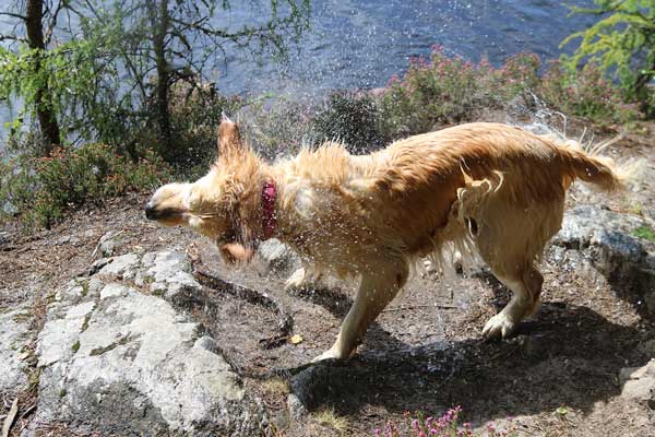 Shakin all over Loch Tummel
