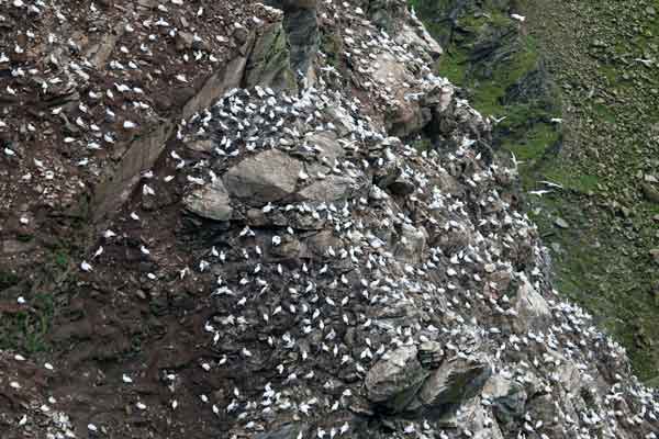Thousands of Gannets at the Hernaness Nature Reserve, Unst, The Sheland Isles 
