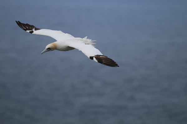 The Northern Gannet. hovers over the cliffs at The Hermaness Nature Reserve, Unst, The Shetland Isles