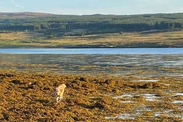 w brack on seaweed Skye ls