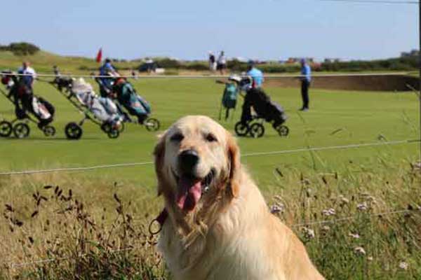Brackenstraveltails outside St Andrews golf course - The home of golf