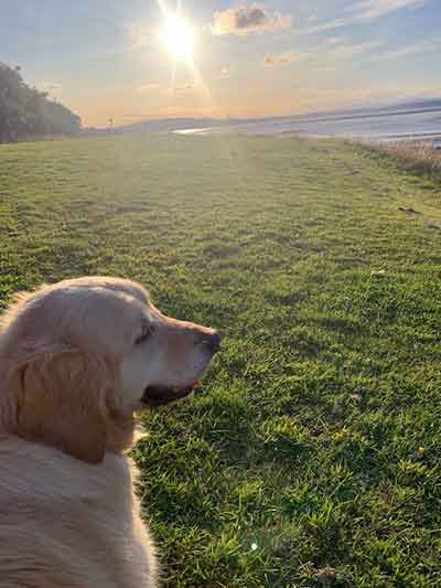 Brackenstraveltails cramond
