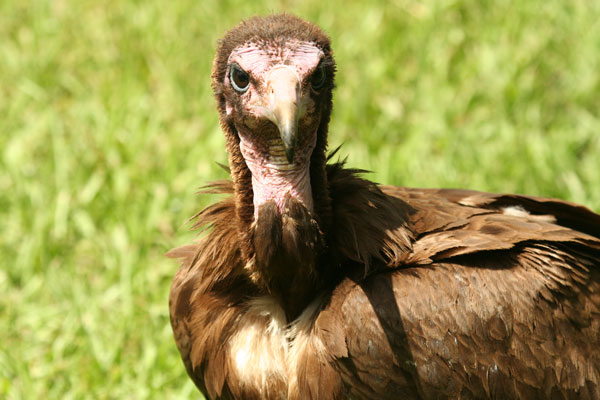 vulture