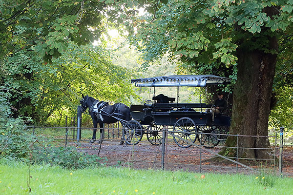 Horse and carriage at Killarney National Park 0796wa
