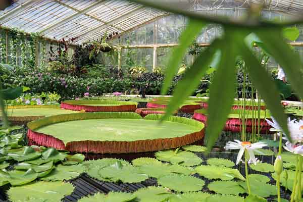 Kew's Lilly pond, London