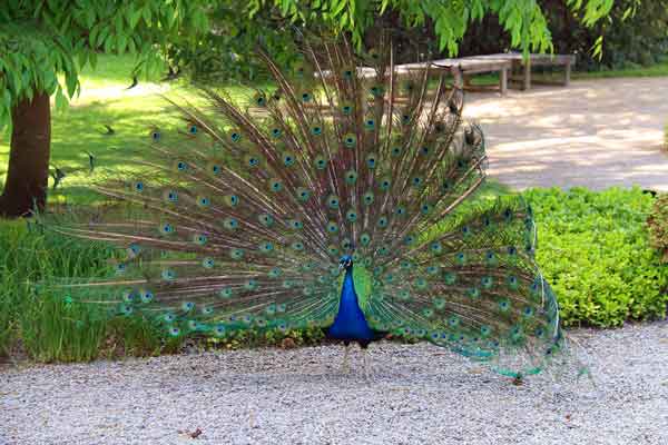 Peacock at Kew Gardens