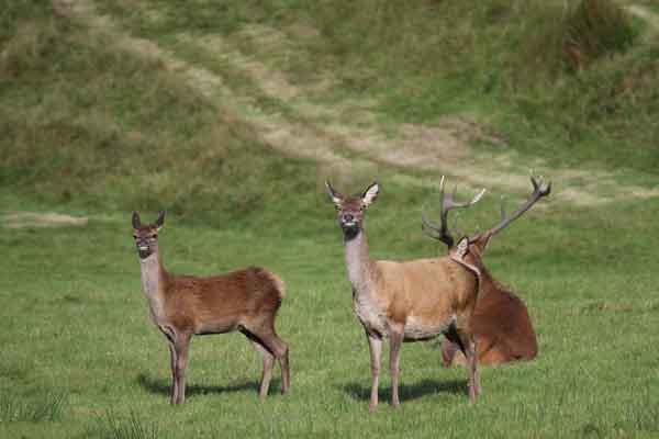 Isle of Arran Deer