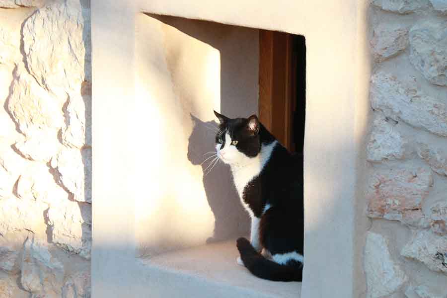 Cap12 cat