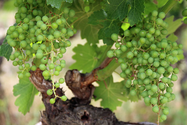 w Marquis de Riscal Vineyard 3977