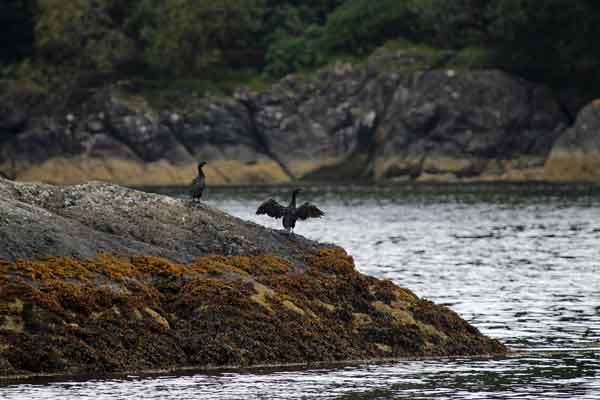 A bird’s eye view. Cormorants at Stonefield Castle