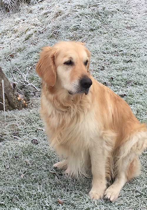 Bracken's TravelTails